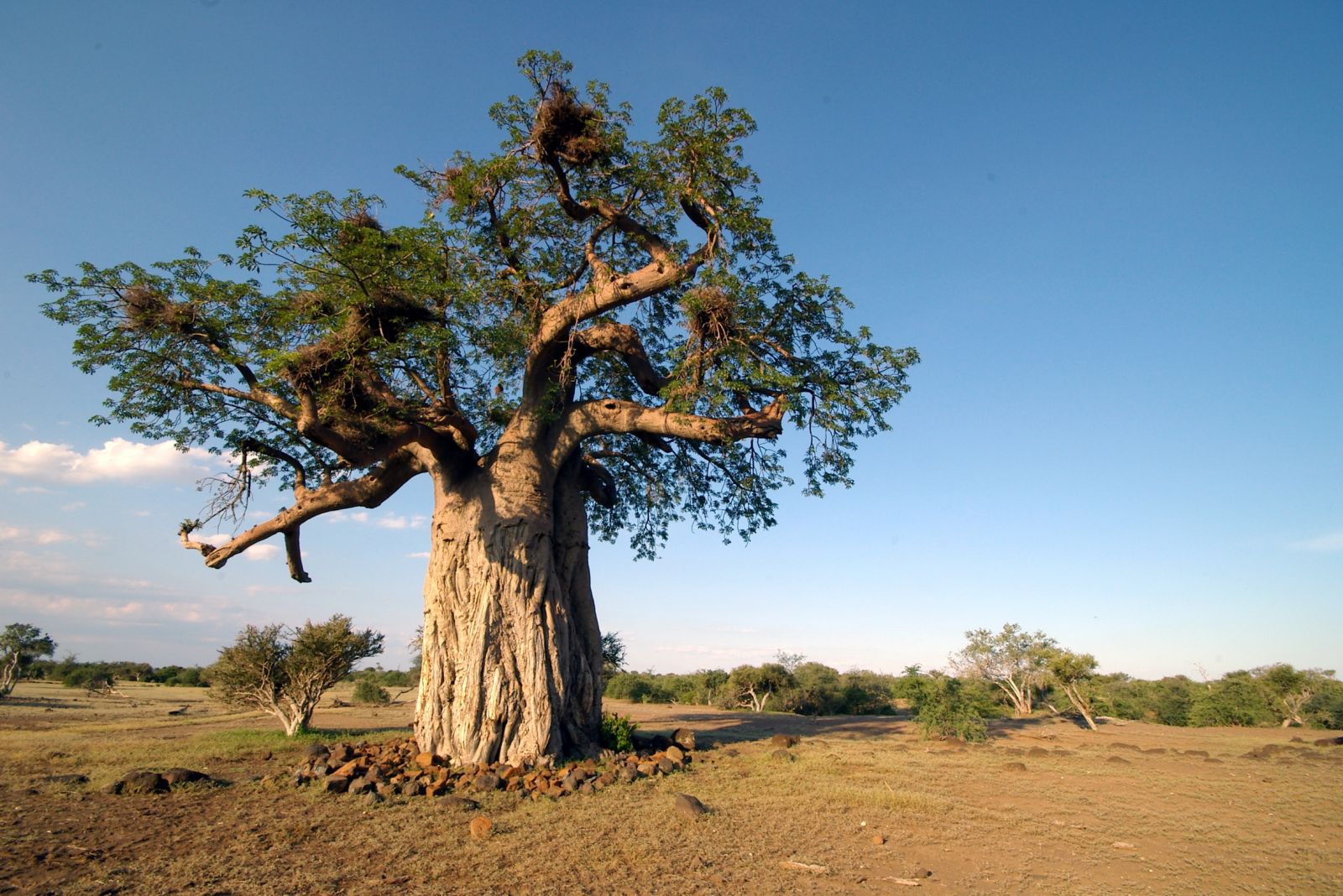 Green’s baobab Tree
